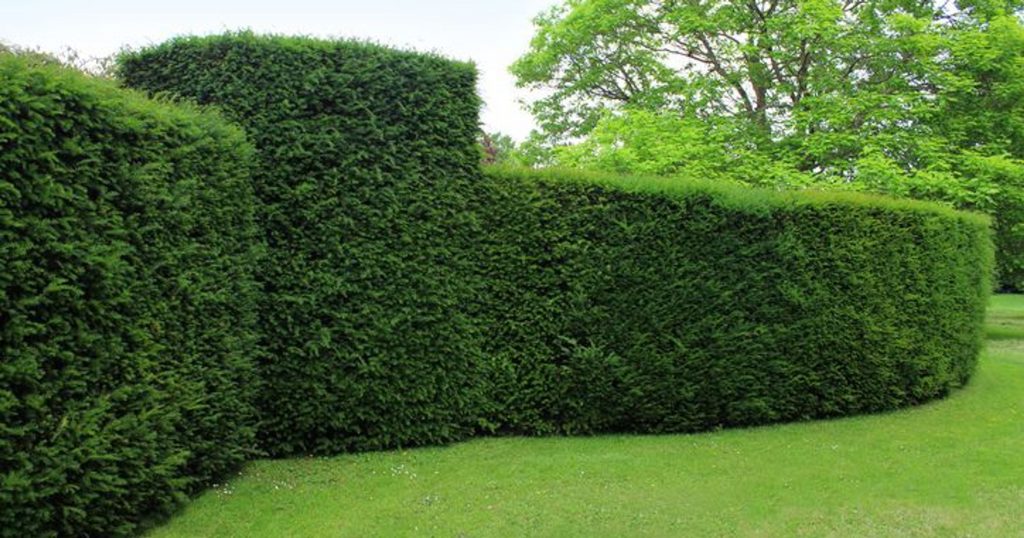 Haie de jardin outils et astuces pour en prendre soin Haie de jardin outils et astuces pour en prendre soin